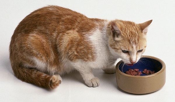 berkonten - Makanan Kucing Terbaik